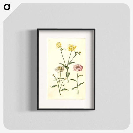 2-51_Maria-Sibylla-Merian_blk