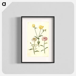 アートポスター-Brassica napus and Iberis amara
 - マリア ジビーラ メーリアン Poster.