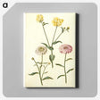 2-51_Maria-Sibylla-Merian_canvas