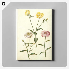 2-51_Maria-Sibylla-Merian_canvas