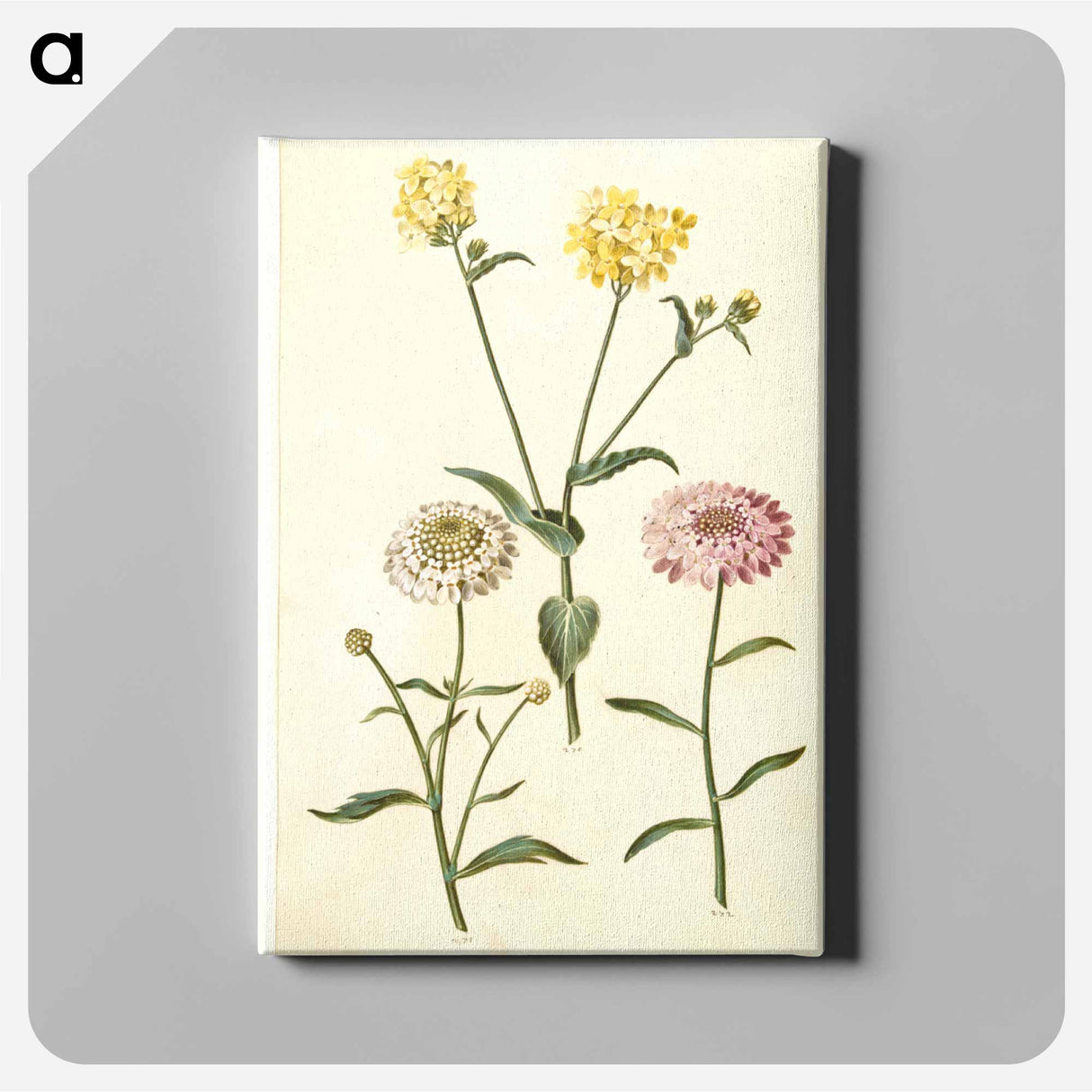 アートパネル-Brassica napus and Iberis amara
 - マリア ジビーラ メーリアン Canvas.