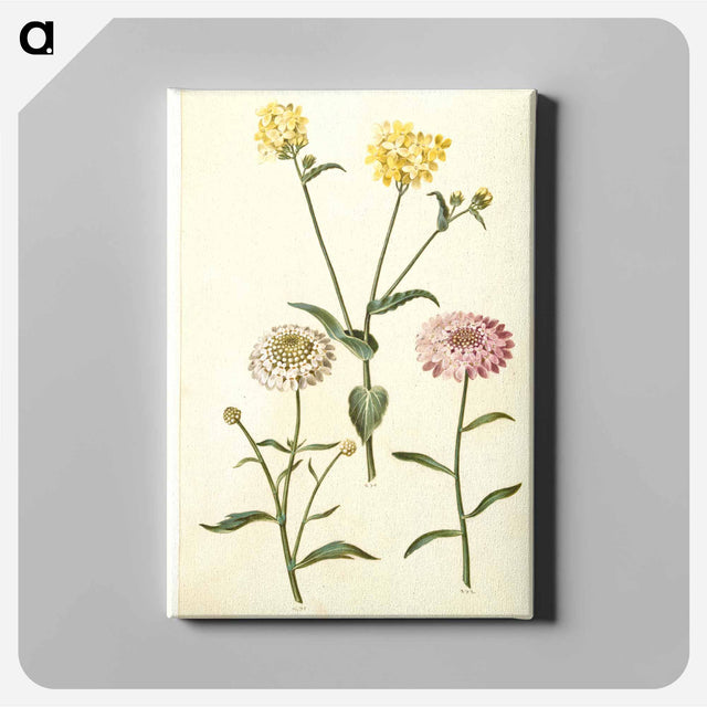 アートパネル-Brassica napus and Iberis amara
 - マリア ジビーラ メーリアン Canvas.
