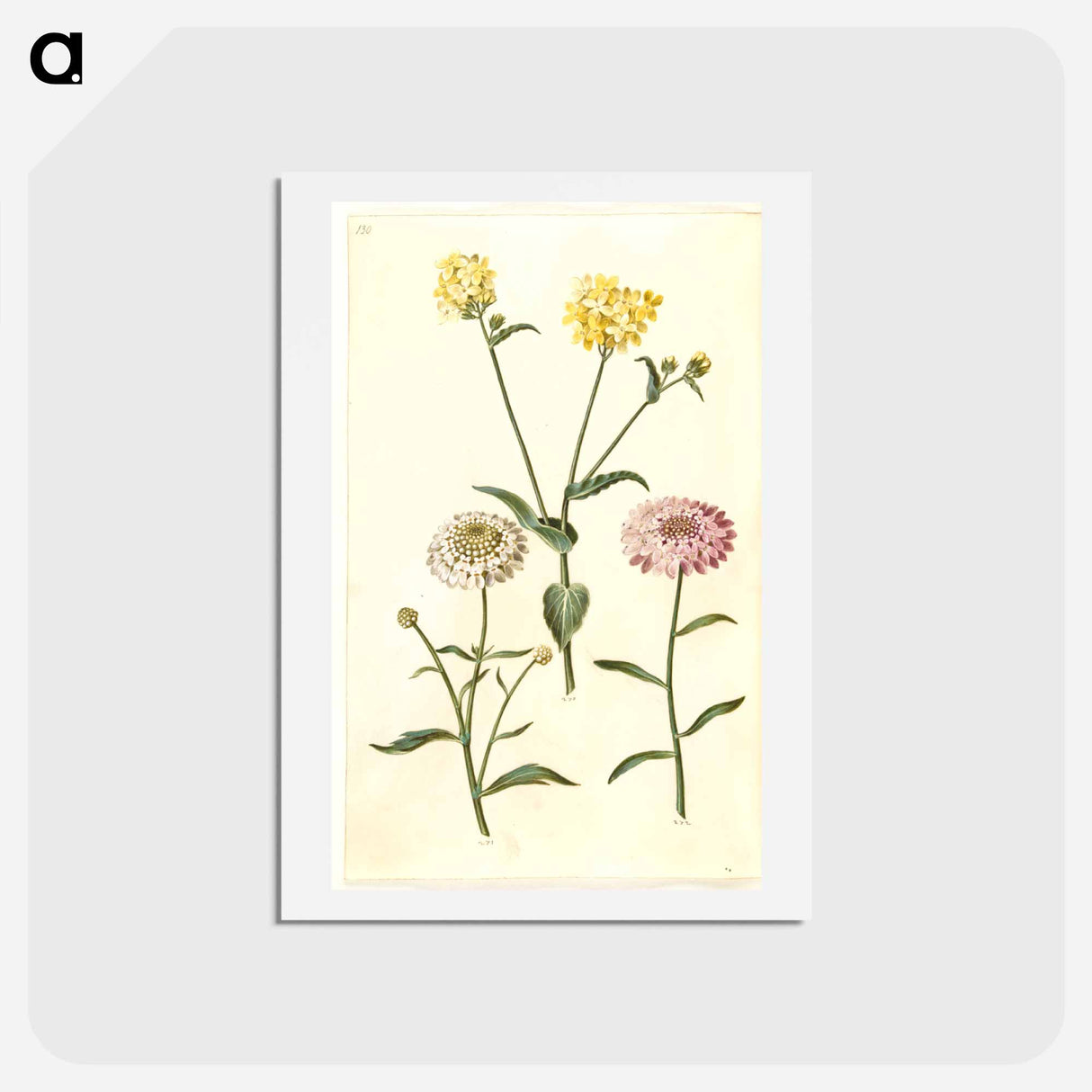 アートポストカード-Brassica napus and Iberis amara
 - マリア ジビーラ メーリアン Postcard.