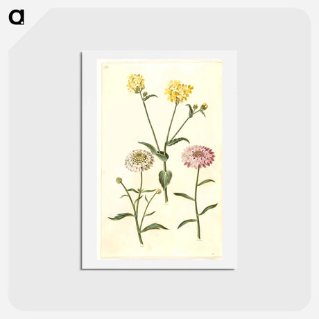 アートポストカード-Brassica napus and Iberis amara
 - マリア ジビーラ メーリアン Postcard.
