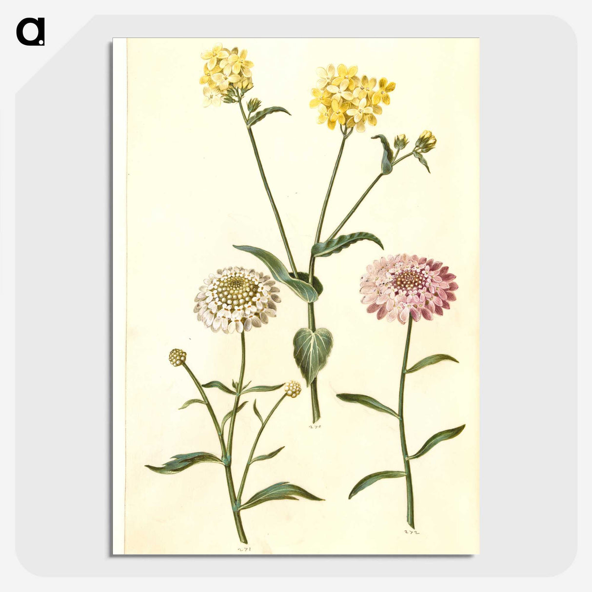 2-51_Maria-Sibylla-Merian_picture-crop