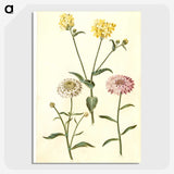 2-51_Maria-Sibylla-Merian_picture-crop