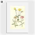 2-51_Maria-Sibylla-Merian_picture
