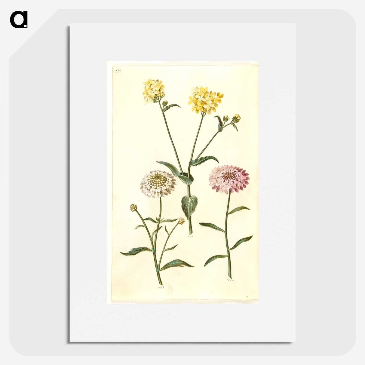 2-51_Maria-Sibylla-Merian_picture