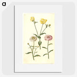 2-51_Maria-Sibylla-Merian_picture