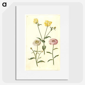 2-51_Maria-Sibylla-Merian_picture