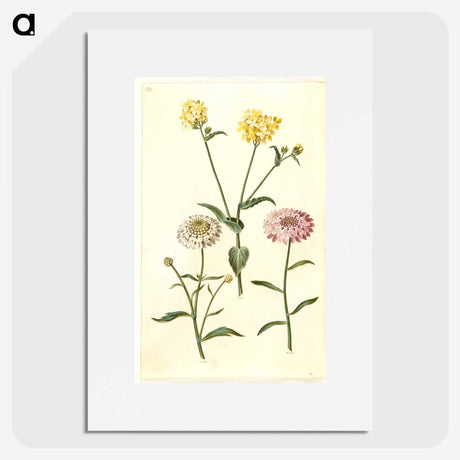 2-51_Maria-Sibylla-Merian_picture