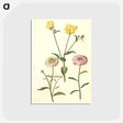 2-51_Maria-Sibylla-Merian_postcard