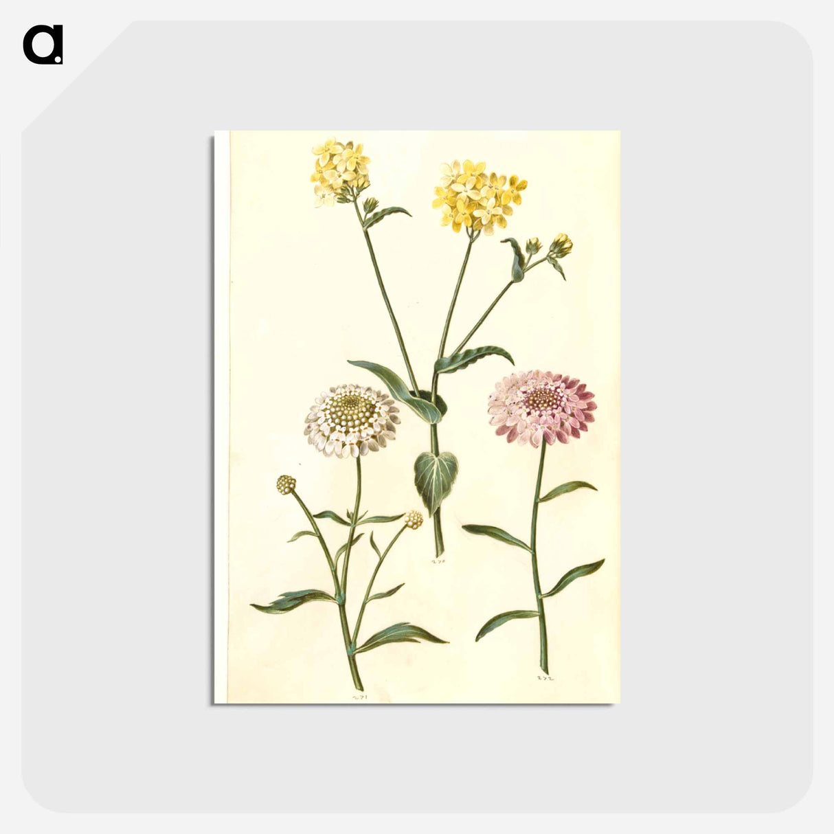 アートポストカード-Brassica napus and Iberis amara
 - マリア ジビーラ メーリアン Postcard.