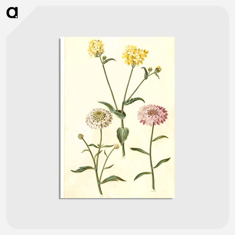 アートポストカード-Brassica napus and Iberis amara
 - マリア ジビーラ メーリアン Postcard.
