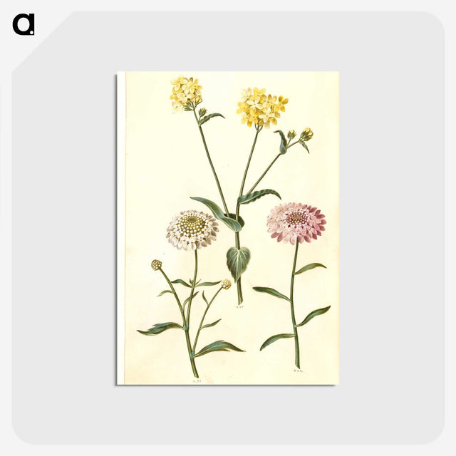 2-51_Maria-Sibylla-Merian_postcard