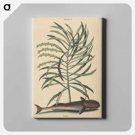 アートパネル-The Sucking Fish
 - マーク ケイツビー Canvas.