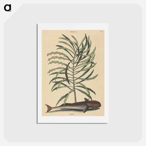 The Sucking Fish
 - Mark Catesby Postcard.