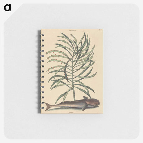 2-51_Mark-Catesby_memo
