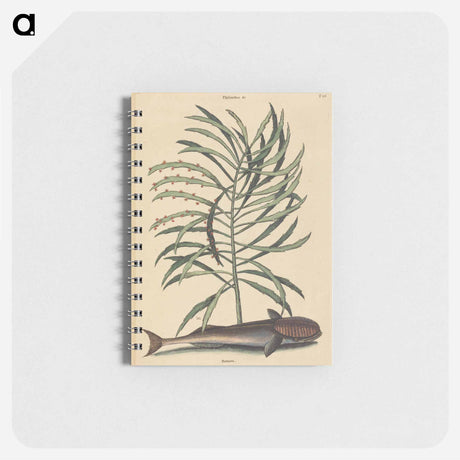 アートメモ帳-The Sucking Fish
 - マーク ケイツビー Memo.