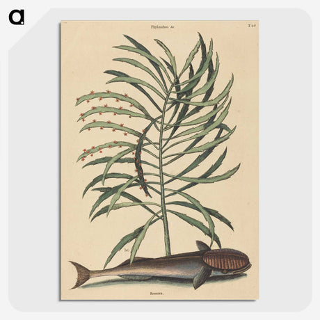 2-51_Mark-Catesby_picture-crop