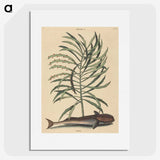 2-51_Mark-Catesby_picture