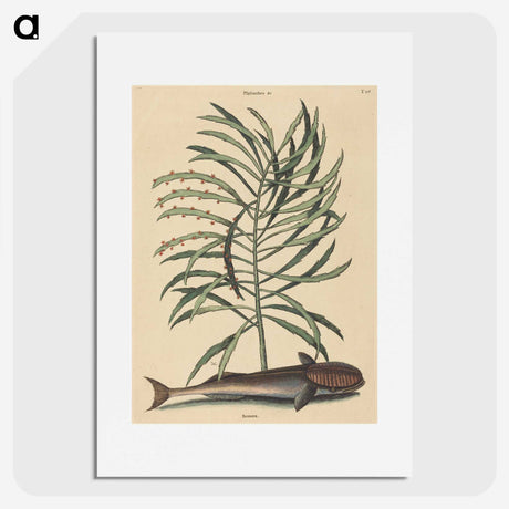 2-51_Mark-Catesby_picture