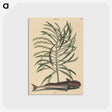 2-51_Mark-Catesby_postcard