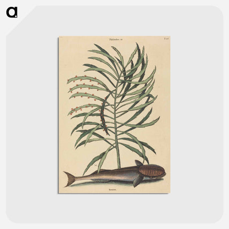 アートポストカード-The Sucking Fish
 - マーク ケイツビー Postcard.