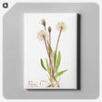 2-51_Mary-Vaux-Walcott_canvas