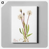 2-51_Mary-Vaux-Walcott_canvas