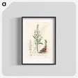 アートポスター-Rumex hydrolapathum
 - 薬用植物学 Poster.