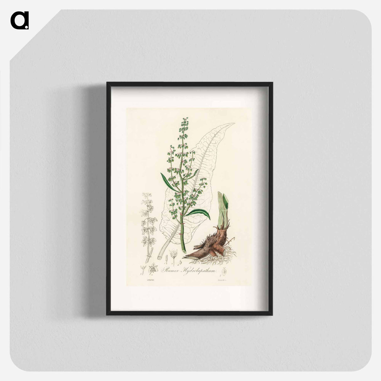 アートポスター-Rumex hydrolapathum
 - 薬用植物学 Poster.