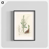 アートポスター-Rumex hydrolapathum
 - 薬用植物学 Poster.