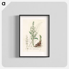 アートポスター-Rumex hydrolapathum
 - 薬用植物学 Poster.