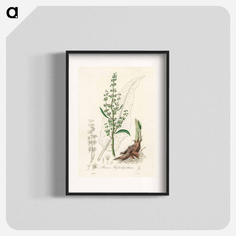 アートポスター-Rumex hydrolapathum
 - 薬用植物学 Poster.