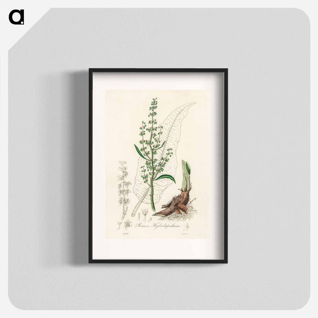 アートポスター-Rumex hydrolapathum
 - 薬用植物学 Poster.