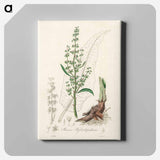 アートパネル-Rumex hydrolapathum
 - 薬用植物学 Canvas.
