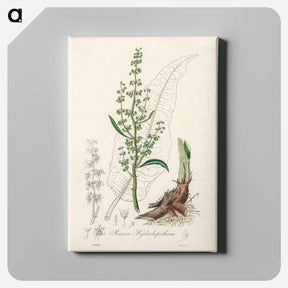 アートパネル-Rumex hydrolapathum
 - 薬用植物学 Canvas.