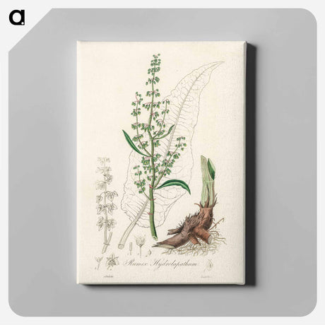 アートパネル-Rumex hydrolapathum
 - 薬用植物学 Canvas.