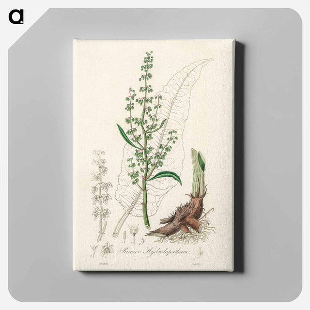 アートパネル-Rumex hydrolapathum
 - 薬用植物学 Canvas.