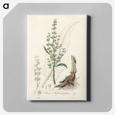 2-51_Medical-Botany_canvas