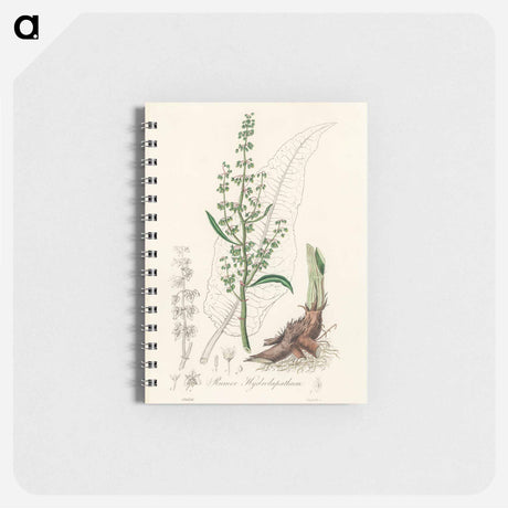 アートメモ帳-Rumex hydrolapathum
 - 薬用植物学 Memo.
