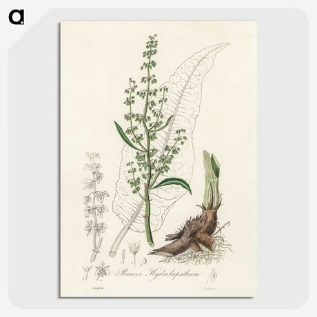 2-51_Medical-Botany_picture-crop