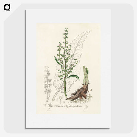 2-51_Medical-Botany_picture