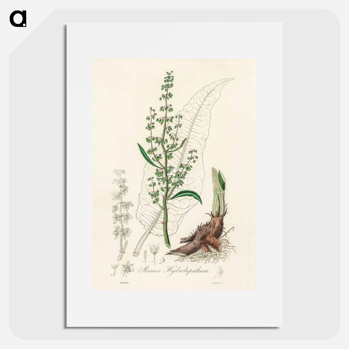 アートポスター-Rumex hydrolapathum
 - 薬用植物学 Poster.