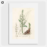 アートポスター-Rumex hydrolapathum
 - 薬用植物学 Poster.