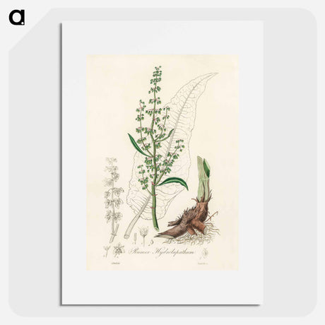 アートポスター-Rumex hydrolapathum
 - 薬用植物学 Poster.