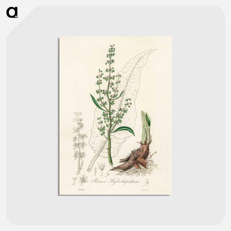 アートポストカード-Rumex hydrolapathum
 - 薬用植物学 Postcard.