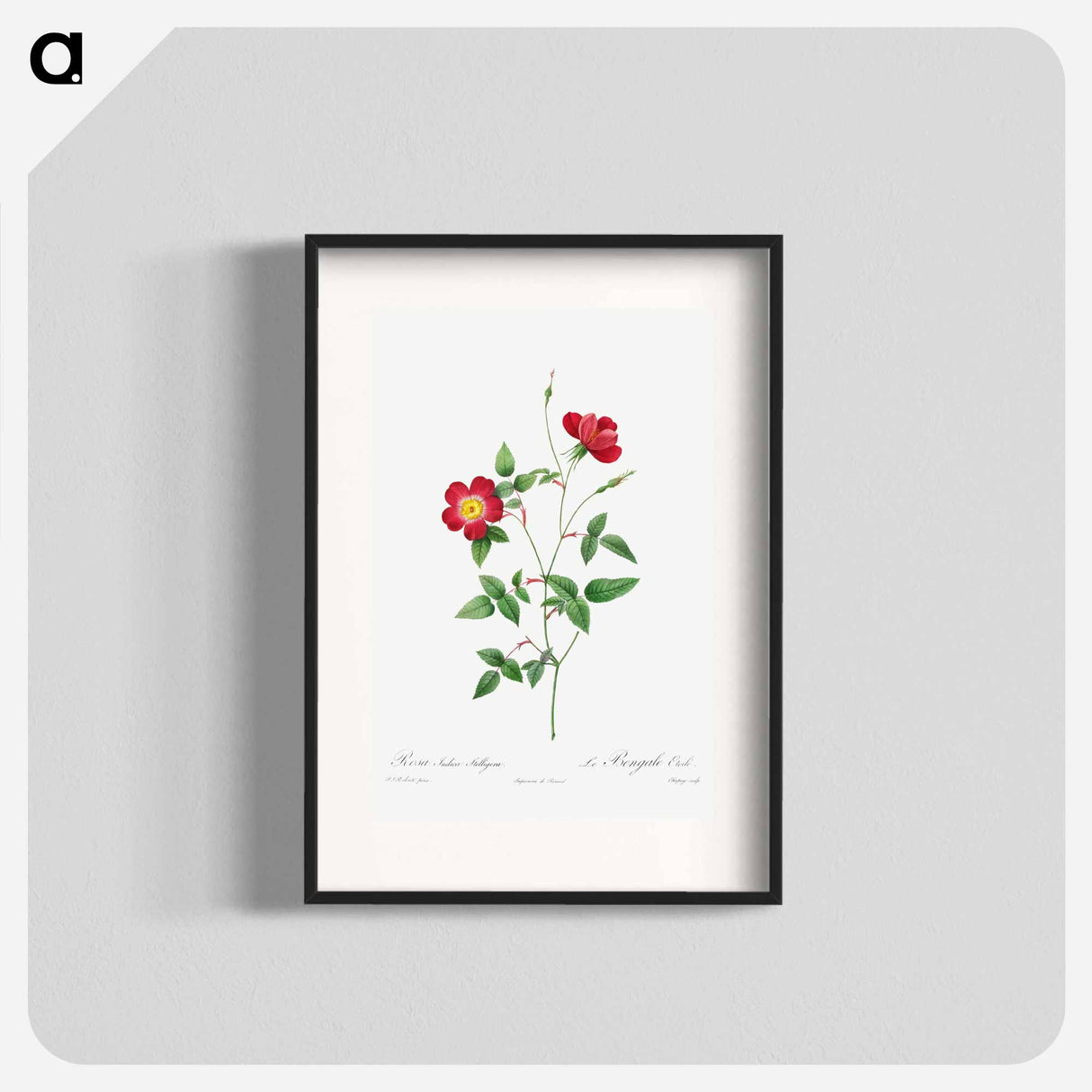 Rosa Indica Stelligera - Pierre Joseph Redouté Poster.