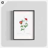 Rosa Indica Stelligera - Pierre Joseph Redouté Poster.